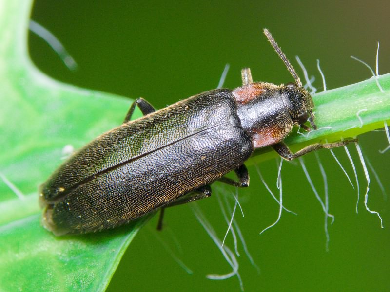 Phryganophilus auritus Motschulsky, 1845
